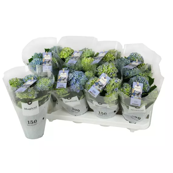 Hydrangea macr. Magical Revolution Blue 3-5 Flower - Hortenzia
