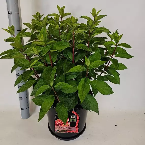 Hydrangea paniculata 'Pinky Winky' - Bugás hortenzia