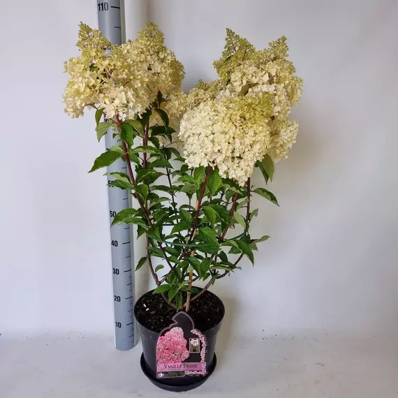 Hydrangea paniculata "Vanille-Fraise" - Bugás hortenzia