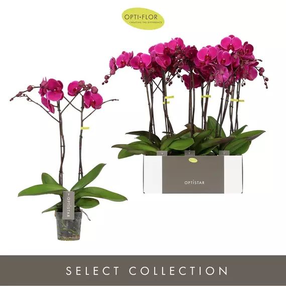 Phalaenopsis Joyride 2-tak - Orchidea 2 virágszárral