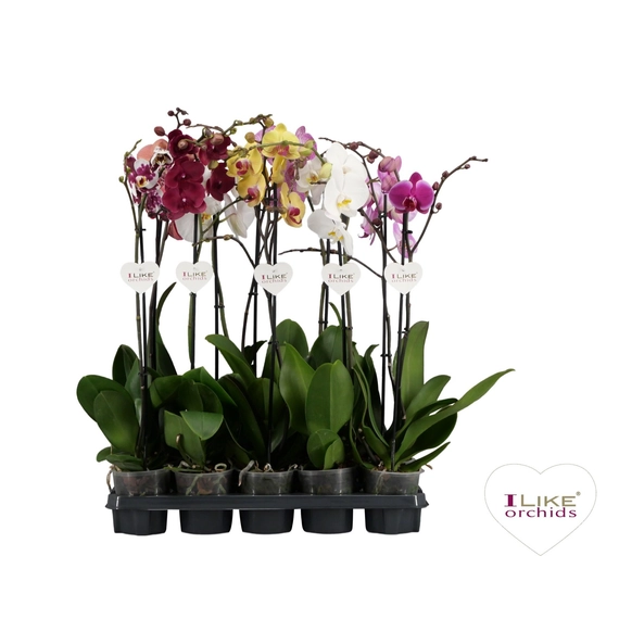 Phalaenopsis mixed 5 Colours - Orchidea 1 virágszár