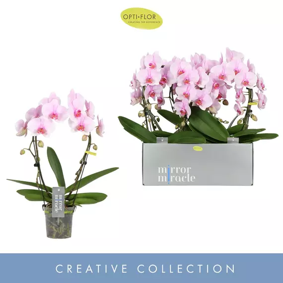 Phalaenopsis 'Mirror Miracle Tiana' 2 spike - Orchide 2 virágszár