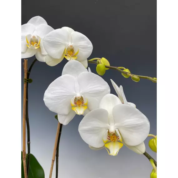 Phalaenopsis white more 'ripsen duetto zwaan' mix - Orchidea 