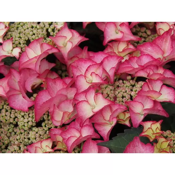 Hydrangea macrophylla other Royalty® 'Tiffany Pink' - Hortenzia