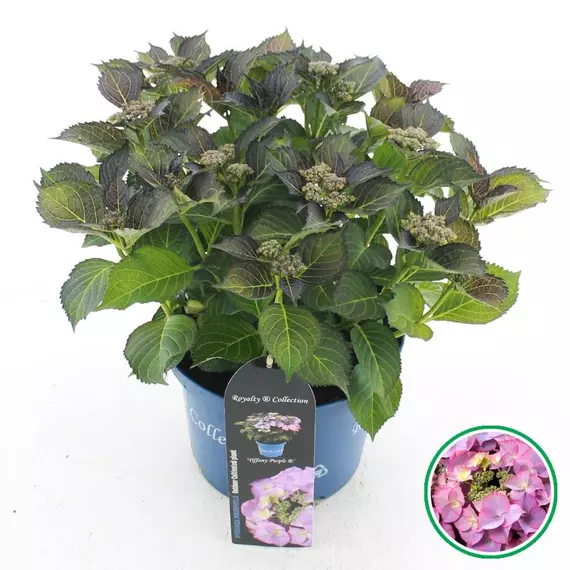 Hydrangea macrophylla other Royalty® 'Tiffany Purple' -  Hortenzia