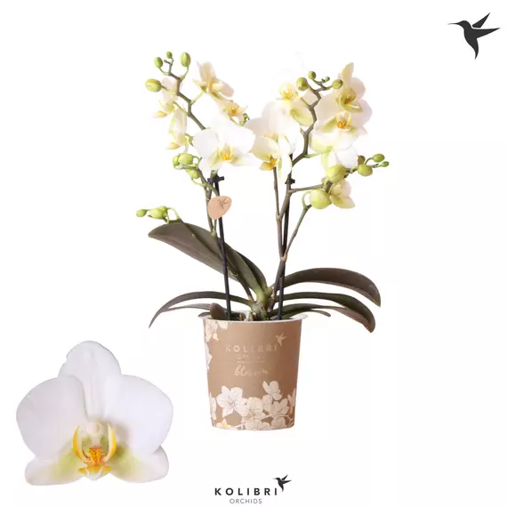 Phalaenopsis Multiflora Kolibri Blossom - Orchidea