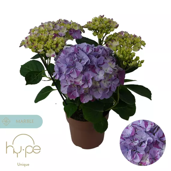 Hydrangea 'Sweet Campino' - Hortenzia