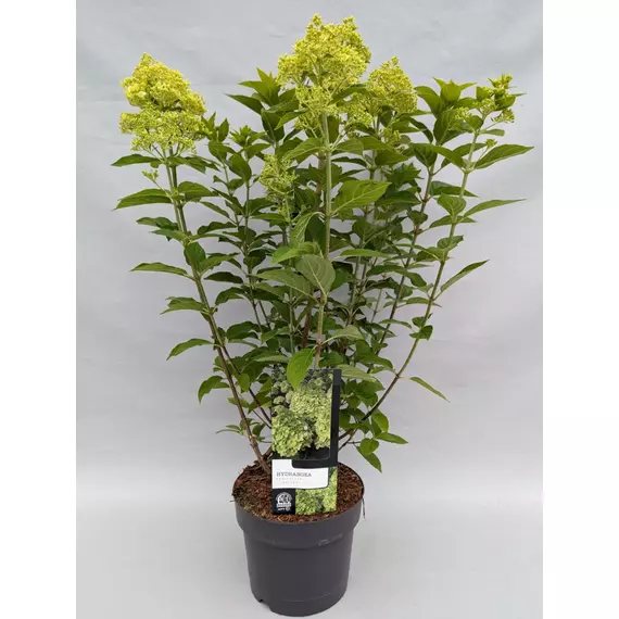 Hydrangea paniculata "Limelight" - Bugás hortenzia