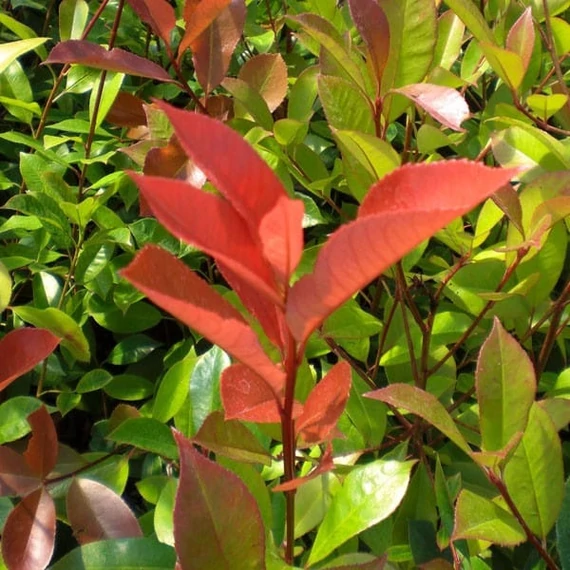 Photinia fraseri - ‘Red Robin’ - Korallberkenye (törzses)