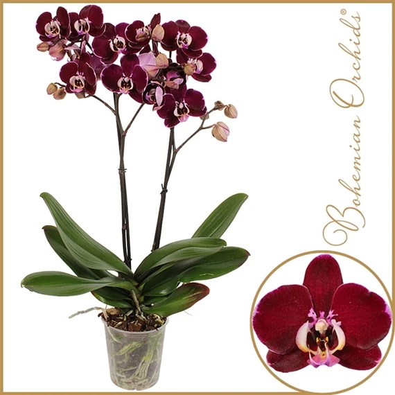 Phalaenopsis 'Bohemian Otello' 2 spike - Lepkeorchidea 2 Ágú