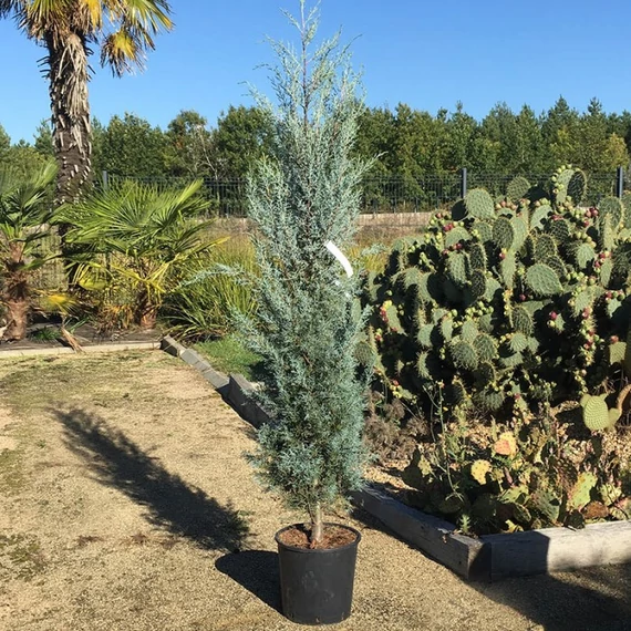 Cupressus arizonica Fastigiata - Oszlopos Arizóniai Ciprus