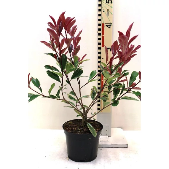 Photinia fraseri ‘Pink Marble’ - Korallberkenye