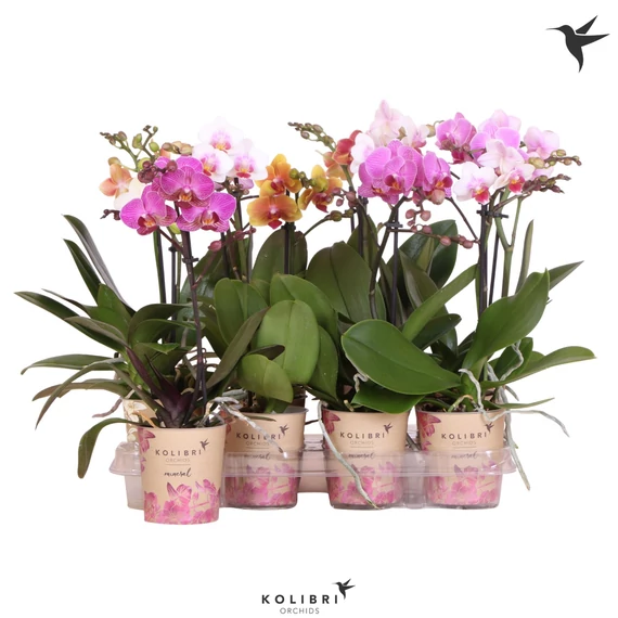 Phalaenopsis mix - Lepkeorchidea