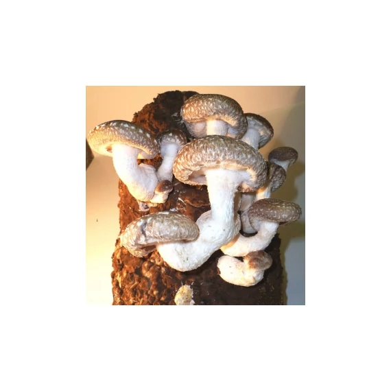 Shiitake gomba termőblokk - Lentinus edodes