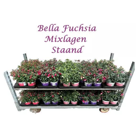 Fuchsia Bella mix - Fukszia