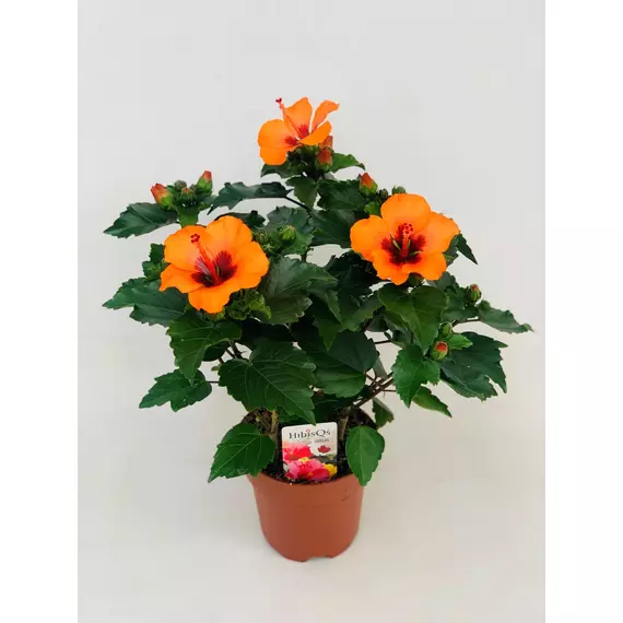 Hibiscus rosa-sinensis 'Petit Orange' - Mályvacserje