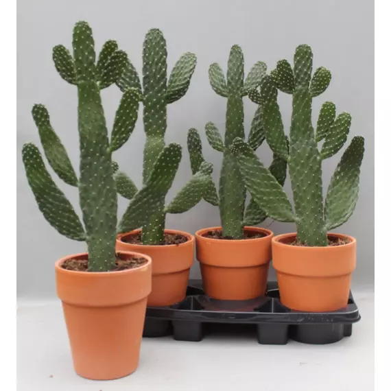 Opuntia consolea - Kaktusz