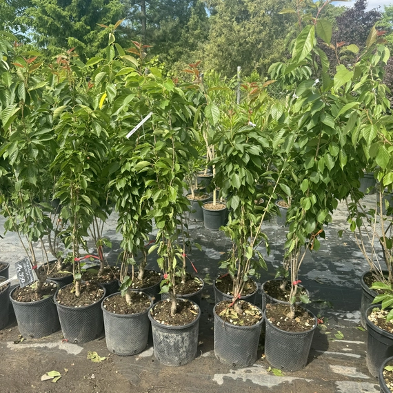Prunus serrulata 'Kanzan' - Japán Díszcseresznye