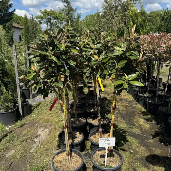 Magnolia grandiflora "Little Gem" - Örökzöld Liliomfa