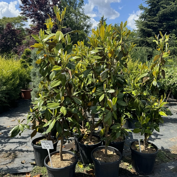 Magnolia grandiflora "Gallisoniensis" - Örökzöld Liliomfa