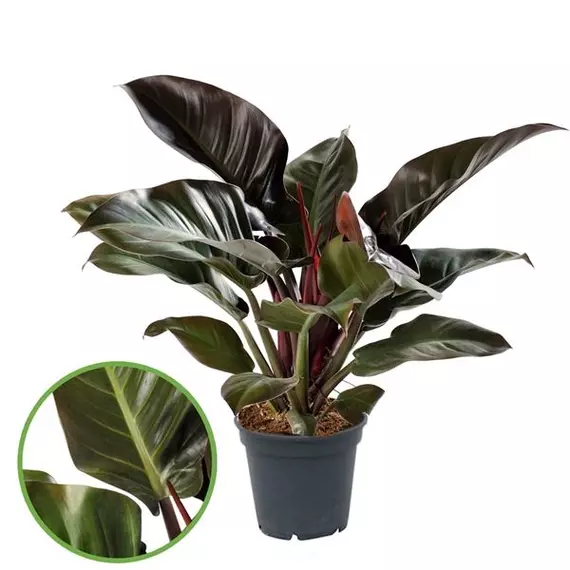 Philodendron 'Imperial Red' - Filodendron