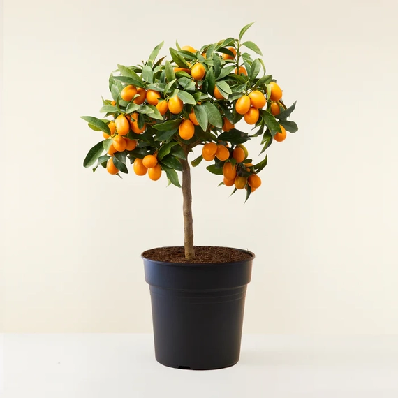 Kumquat - Törpe mandarin