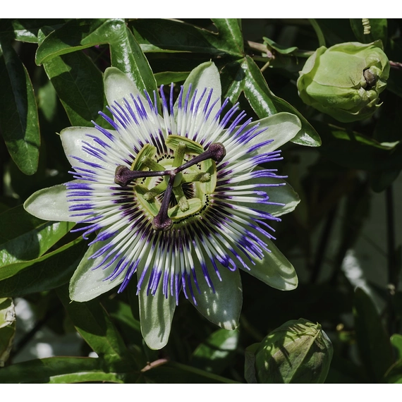 Passiflora caerulea – Kék golgotavirág