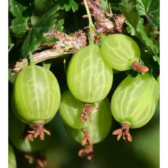 Ribes uva-crispa 'Pallagi Óriás' - Egres bokor