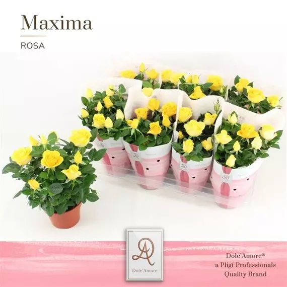 Maxima Rosa 'Forever Yellow' - Rózsa