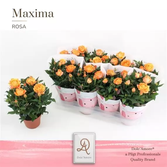 Maxima Rosa 'Maracuja Grande' - Rózsa