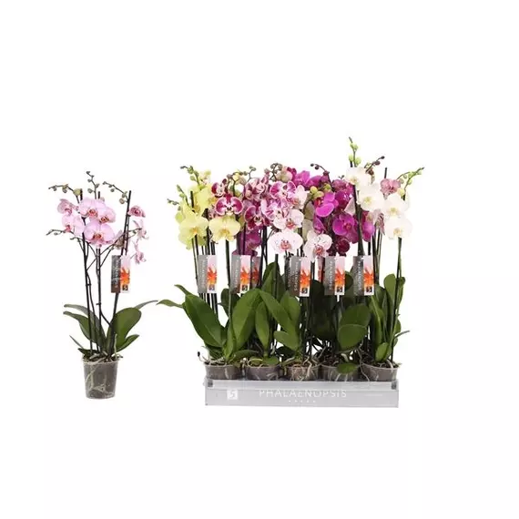 Phalaenopsis multiflora  mix- 3 ágú