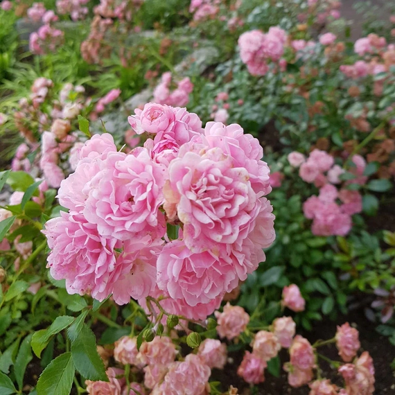 Rosa 'The Fairy' - Polyantha rózsa