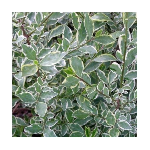 Ligustrum ovalifolium 'Argenteum Silver' - Ezüstös Fagyal