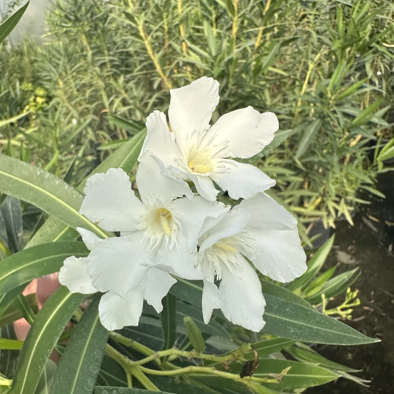 Nerium oleander - Leander