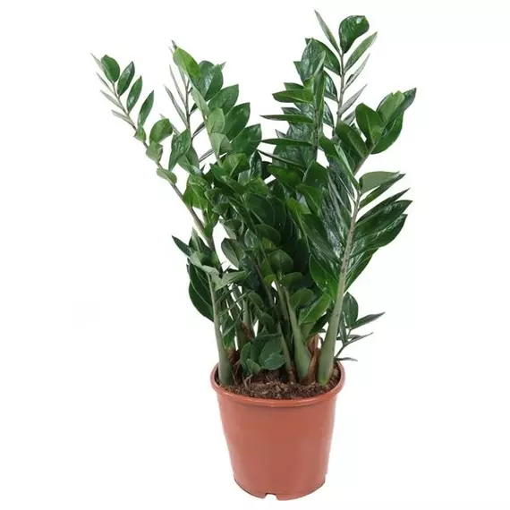 Zamioculcas zamiifolia - Legénypálma