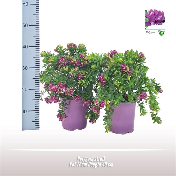 Polygala myrtifolia - Mirtuszlevelű pacsirtafű