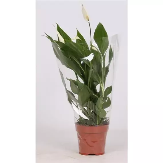 Spathiphyllum 'Alana' - Vitorlavirág