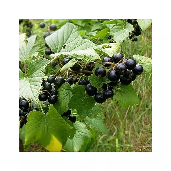 Ribes nigrum - Fekete Ribizli
