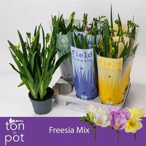 Freesia mix