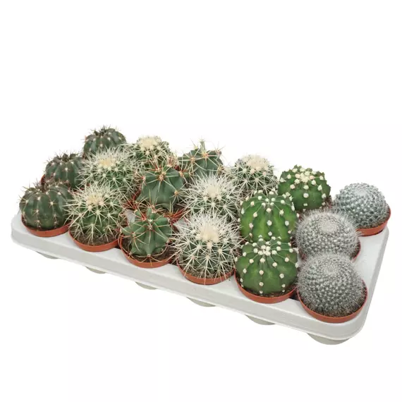 Bolcactus Mix- Kaktusz