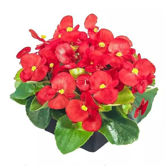 Begonia Semperflorens - Begonia - Piros