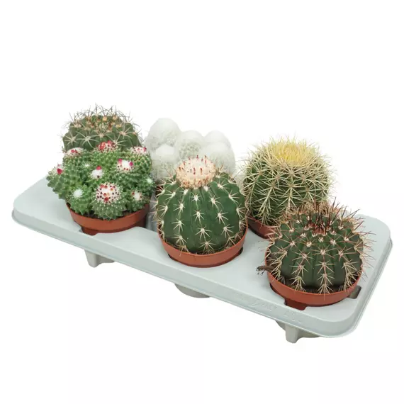 Bolcactus Mix- Kaktusz