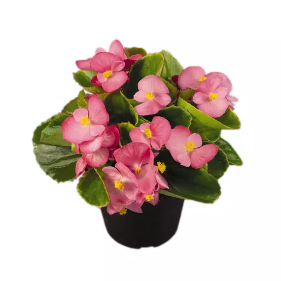 Begonia Semperflorens - Begonia - Pink