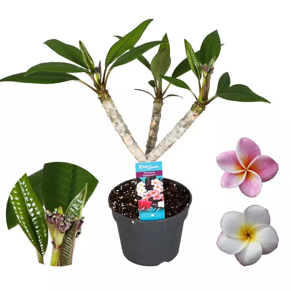 Plumeria Hawaiian "Alba" mix' - Frangipani