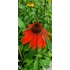 Kép 3/3 -  Echinacea Mix - Kasvirág