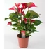 Kép 1/3 - Anthurium 'Dynamite red' - Flamingóvirág piros