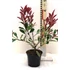 Kép 1/3 - Photinia fraseri ‘Pink Marble’ - Korallberkenye