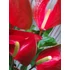 Kép 3/3 - Anthurium 'Dynamite red' - Flamingóvirág piros