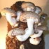 Kép 1/3 - Shiitake gomba termőblokk - Lentinus edodes