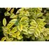Kép 2/2 - Ligustum Ovalifolium 'Argenteum' - Aranytarka levelű fagyal